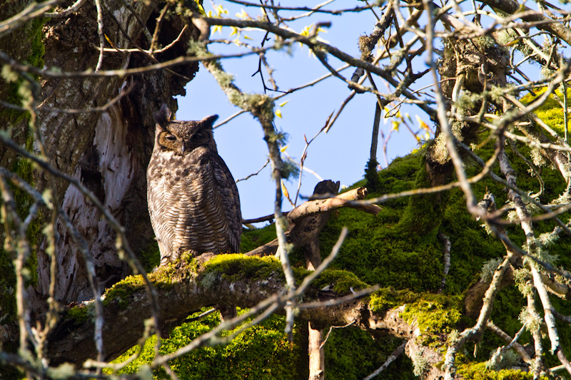 Great Horned Owl